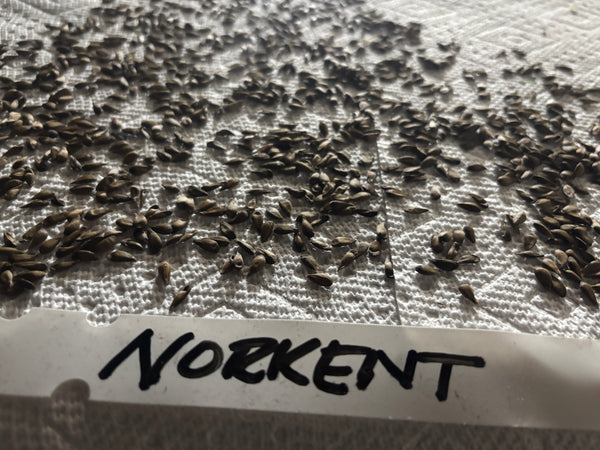 Norkent Apple Seeds (100 Seeds) | Ships ASAP