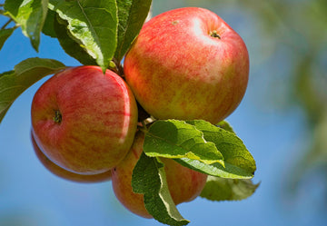 Norland apples ripening on the branch