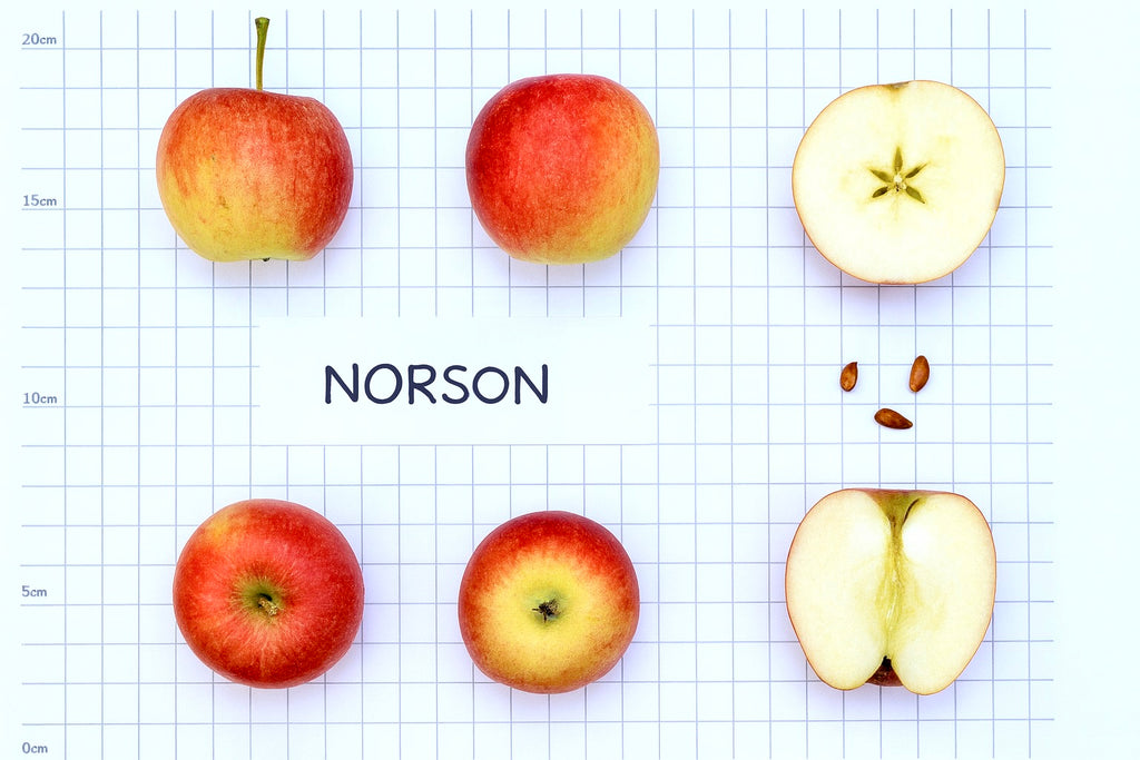Norson apples shown whole and cut beside a size scale