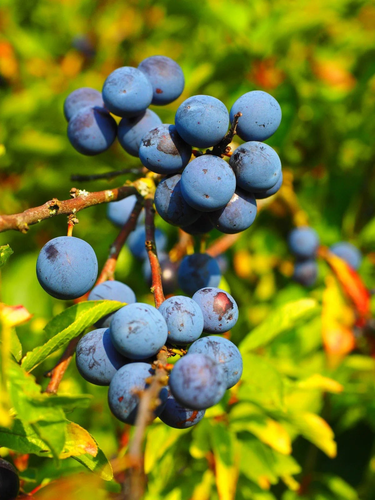 Northern Blue plums ripening on the branch