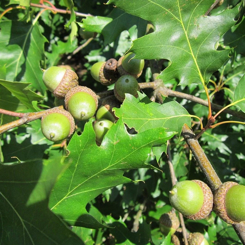 Oak, Northern Red (Bundle of 3)