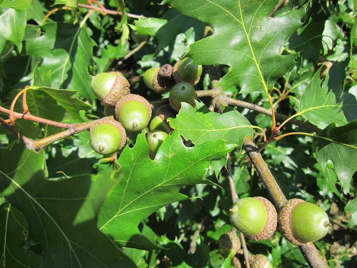 Northern red oak acorns developing on the branch
