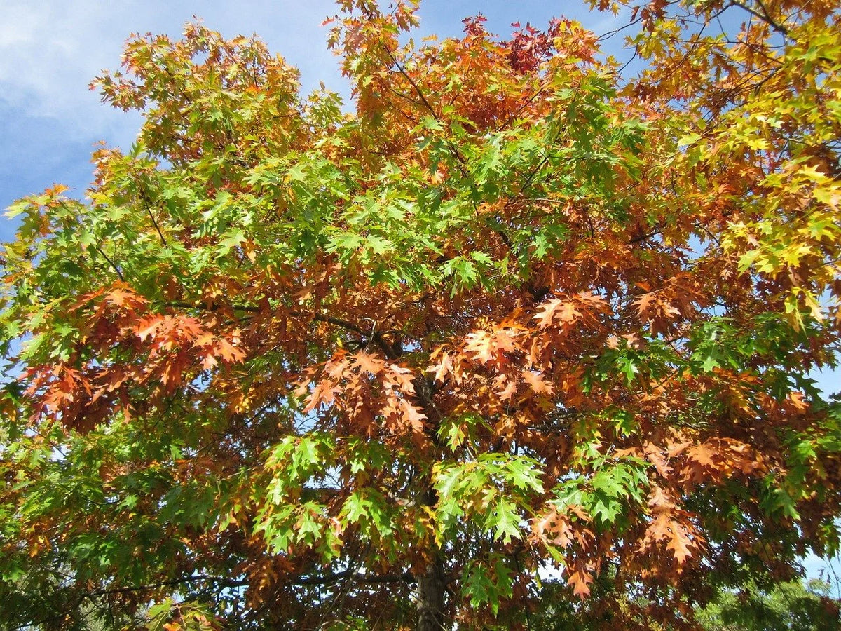 A northern red oak in fall color
