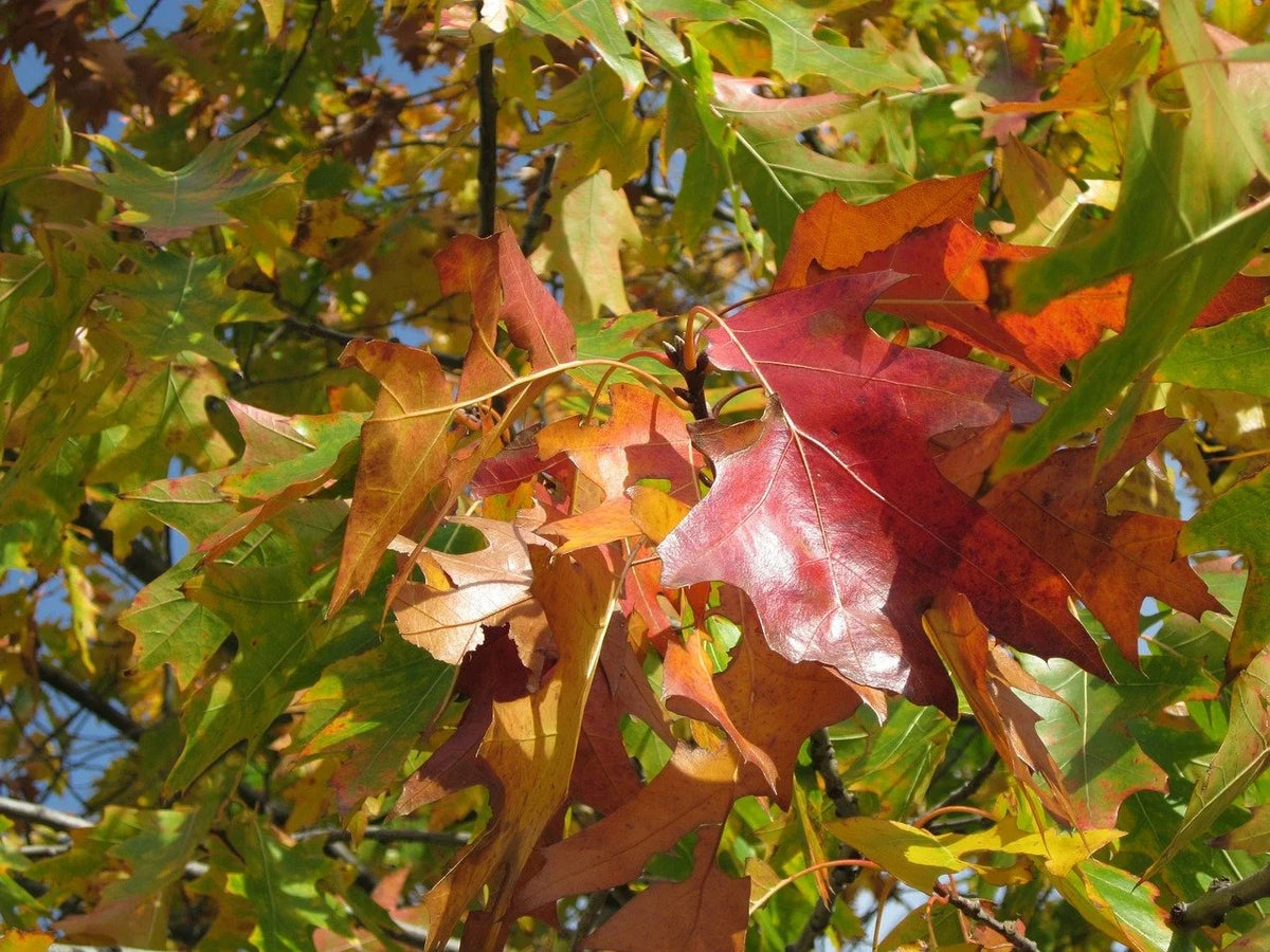 Northern red oak leaves turning russet in fall