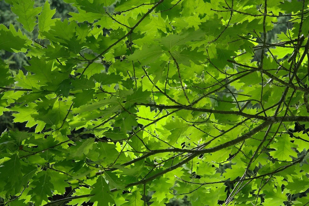 Northern red oak branches in full summer leaf