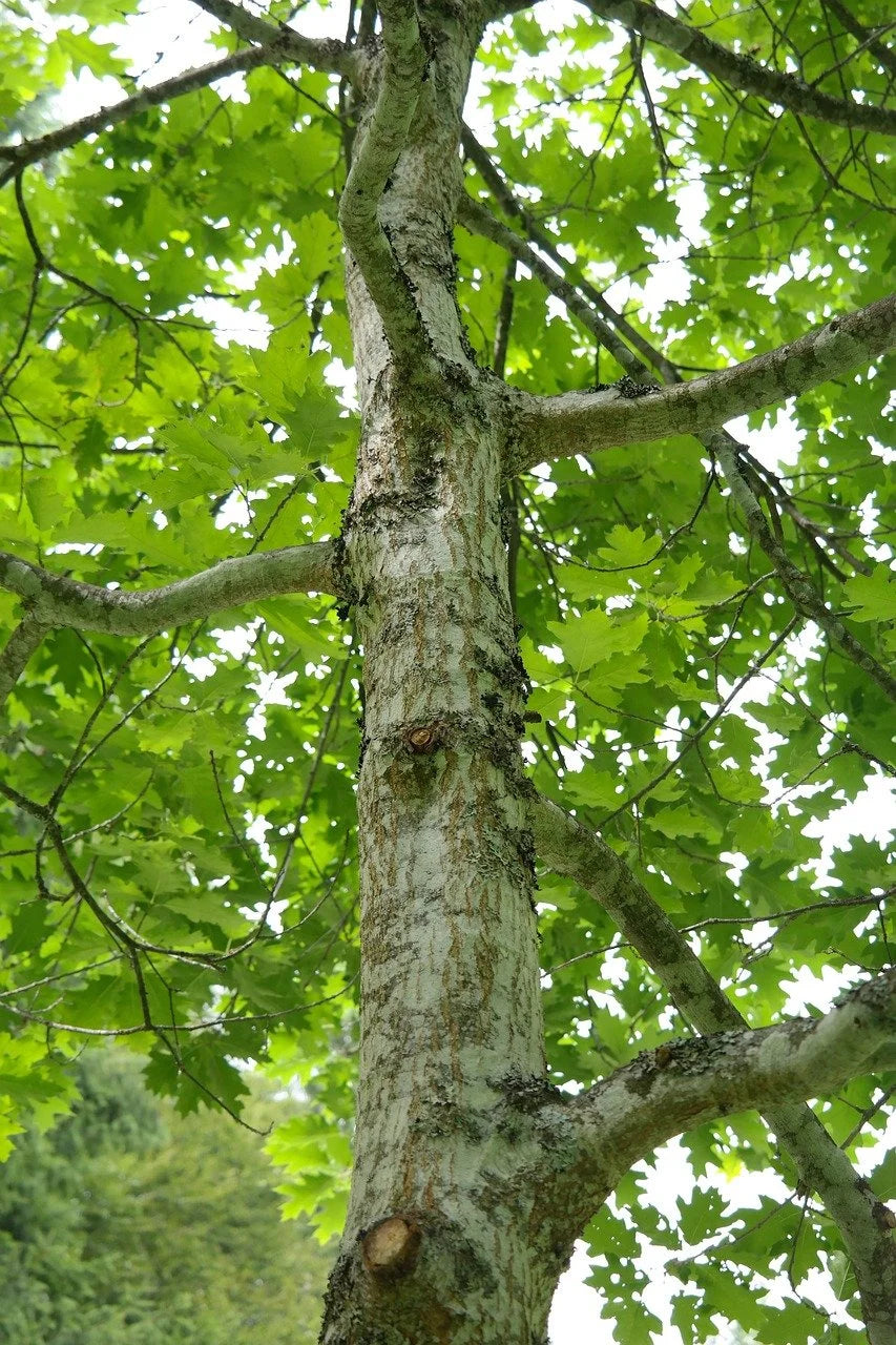 Looking up the trunk of a mature northern red oak into its canopy