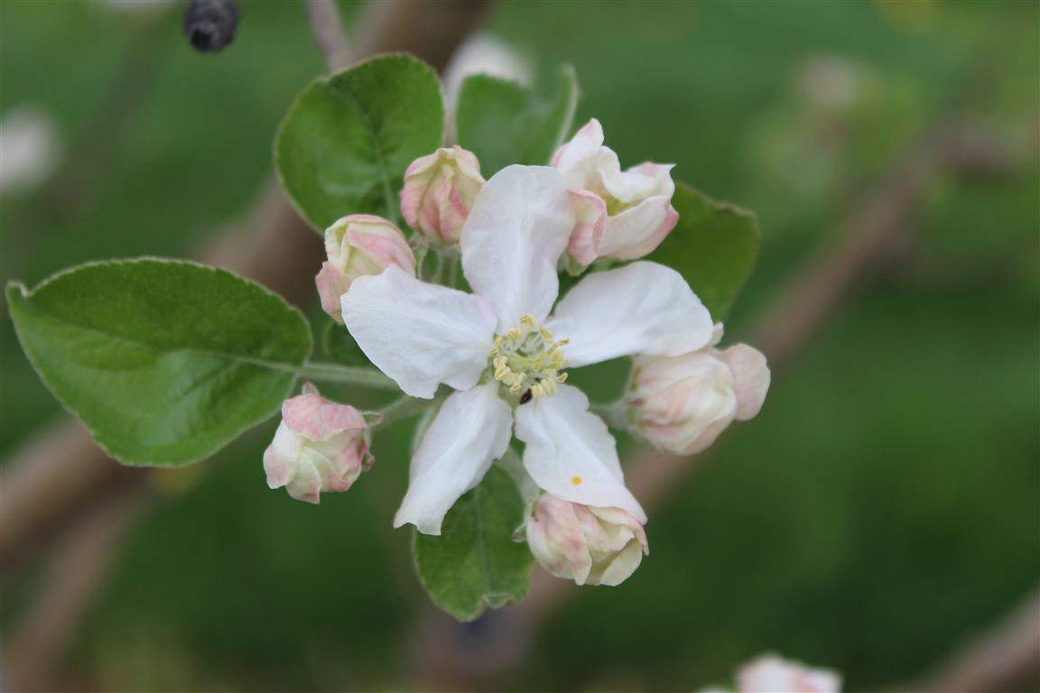 Northern Spy apple blossoms on the branch
