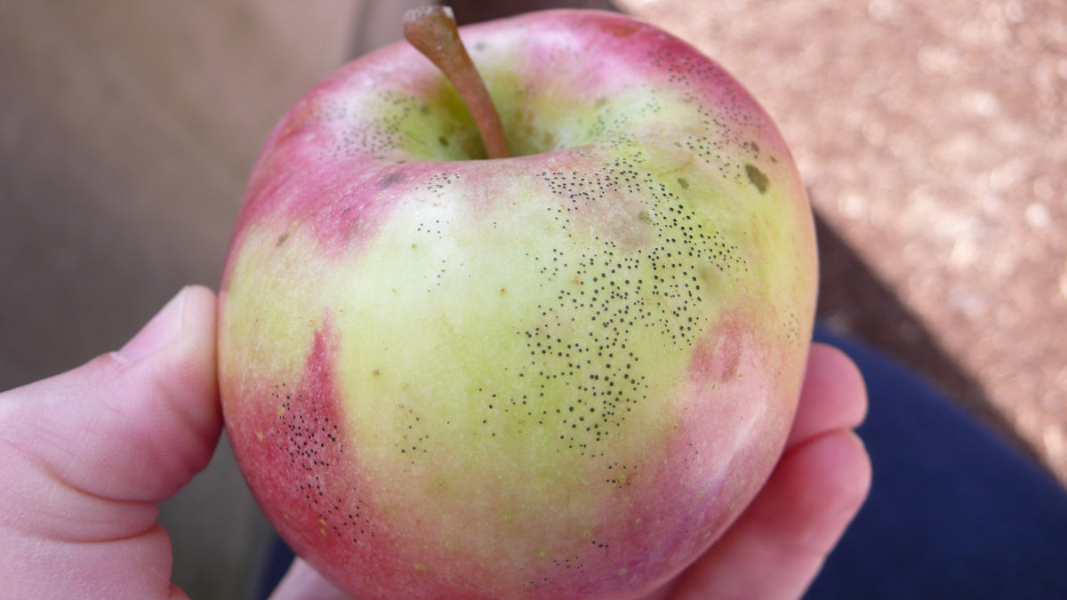 A Northern Spy apple held in hand, showing its red blush over yellow-green skin