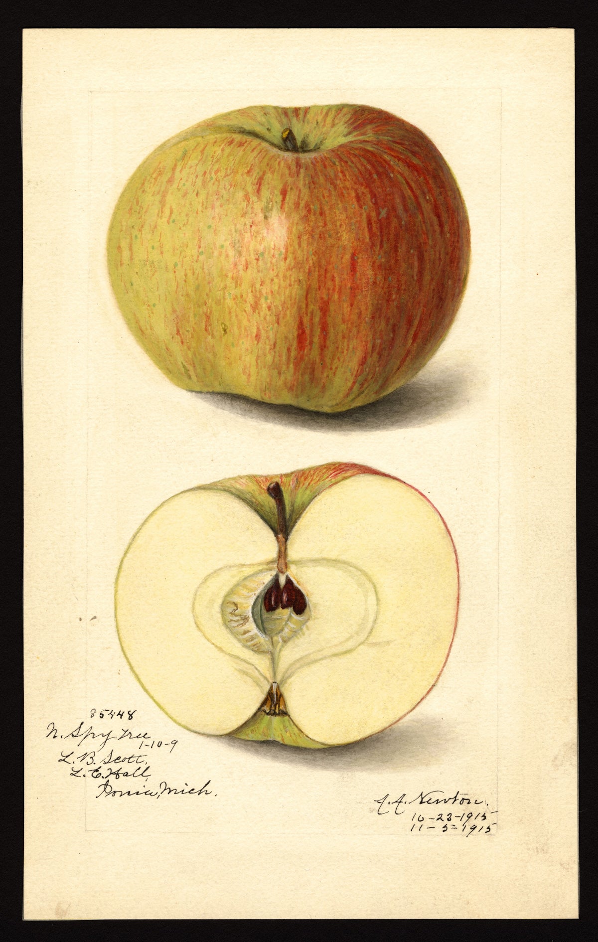 Historic pomological watercolor of the Northern Spy apple, whole and cut