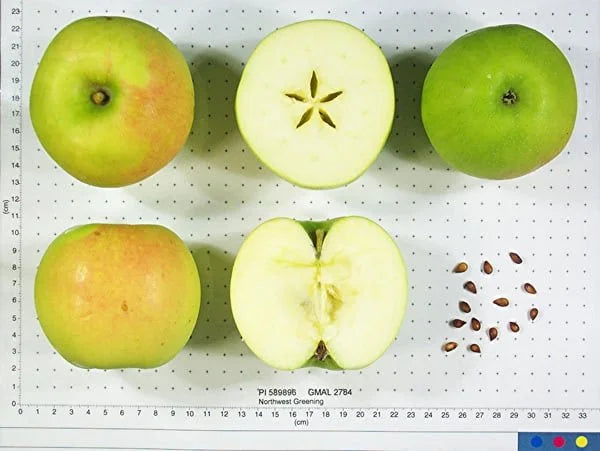 Northwest Greening apples shown whole and cut beside a size scale