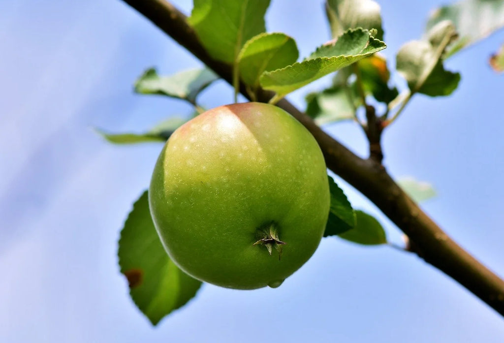 A Northwest Greening apple ripening on the branch