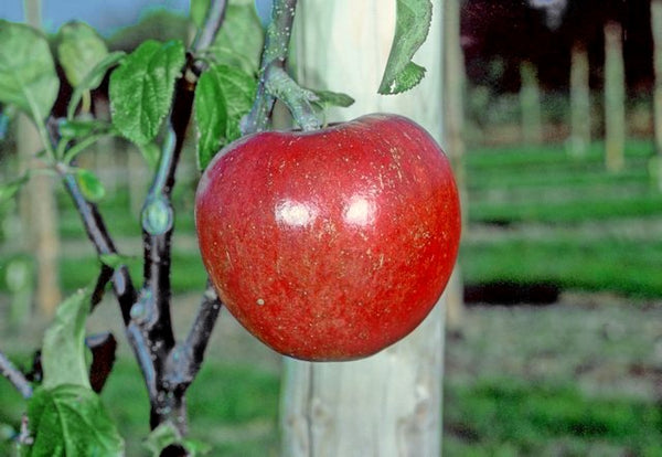 Nova Easygro apples on the tree
