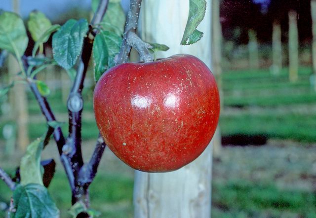 Nova Easygro apples on the tree