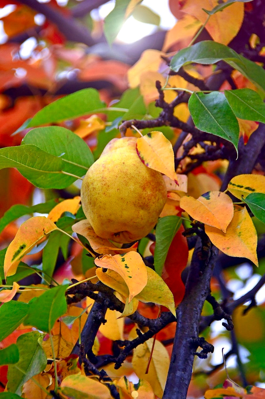 A Nova pear ripening among autumn leaves