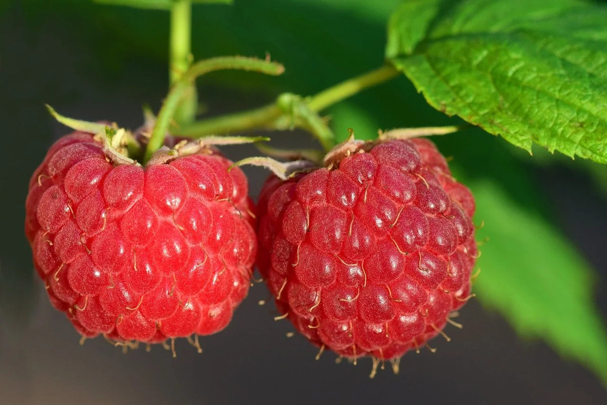 Two ripe Nova raspberries