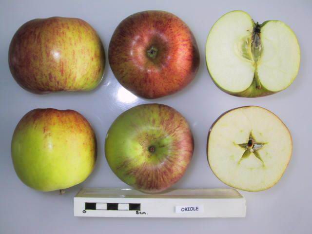 Oriole apple whole and cross-sectioned