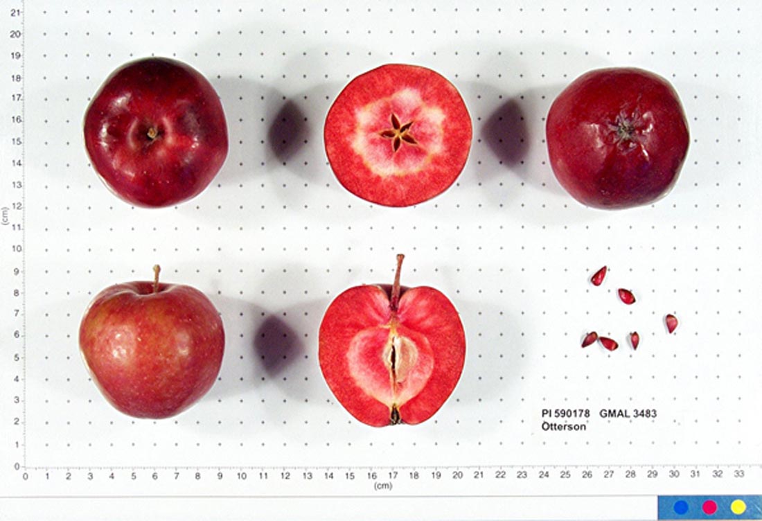Otterson crabapples shown whole and cut, revealing red flesh