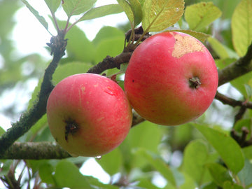 Representative photo of pale-skinned apples with a crimson blush on the branch, not Lubsk Queen itself