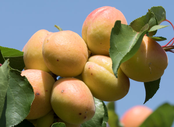 Corbett Apricot (Spring 2027)