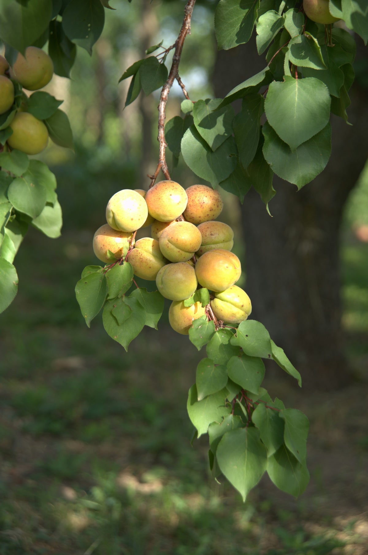 Representative photo of pale yellow apricots hanging on the branch, not Alice Sharp itself