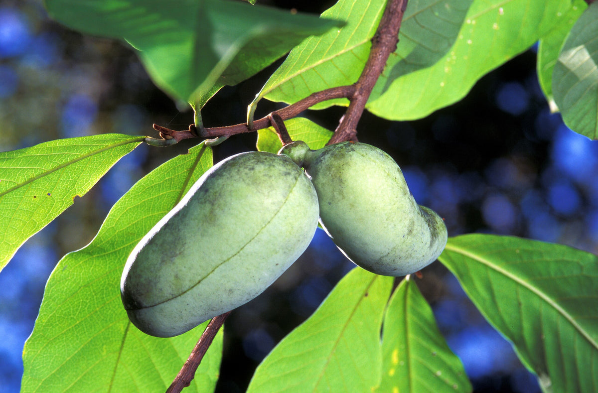 Green pawpaw fruit hanging on the branch