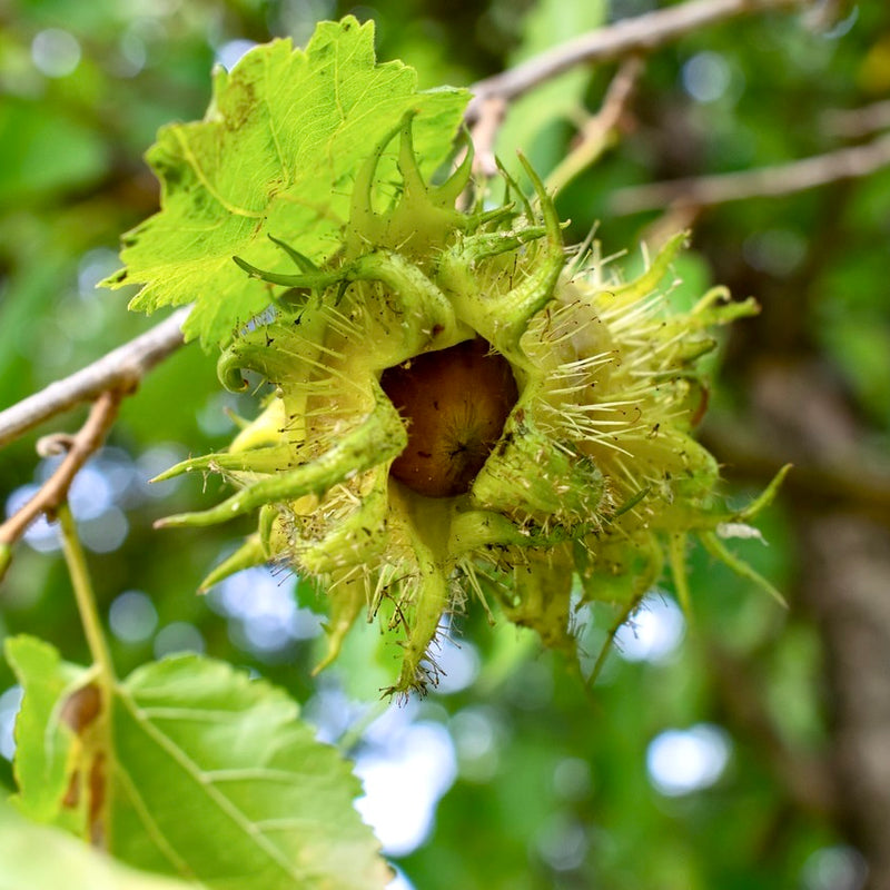 PCF Best Hazelnut Seedlings (Bundle of 3)