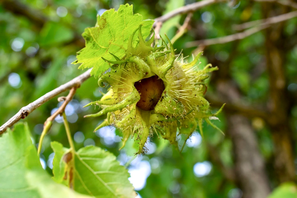 A PCF Best hazelnut in its husk on the branch