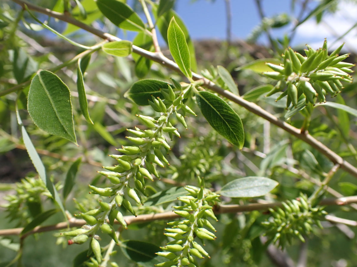Peach leaf willow catkins and new leaves in spring
