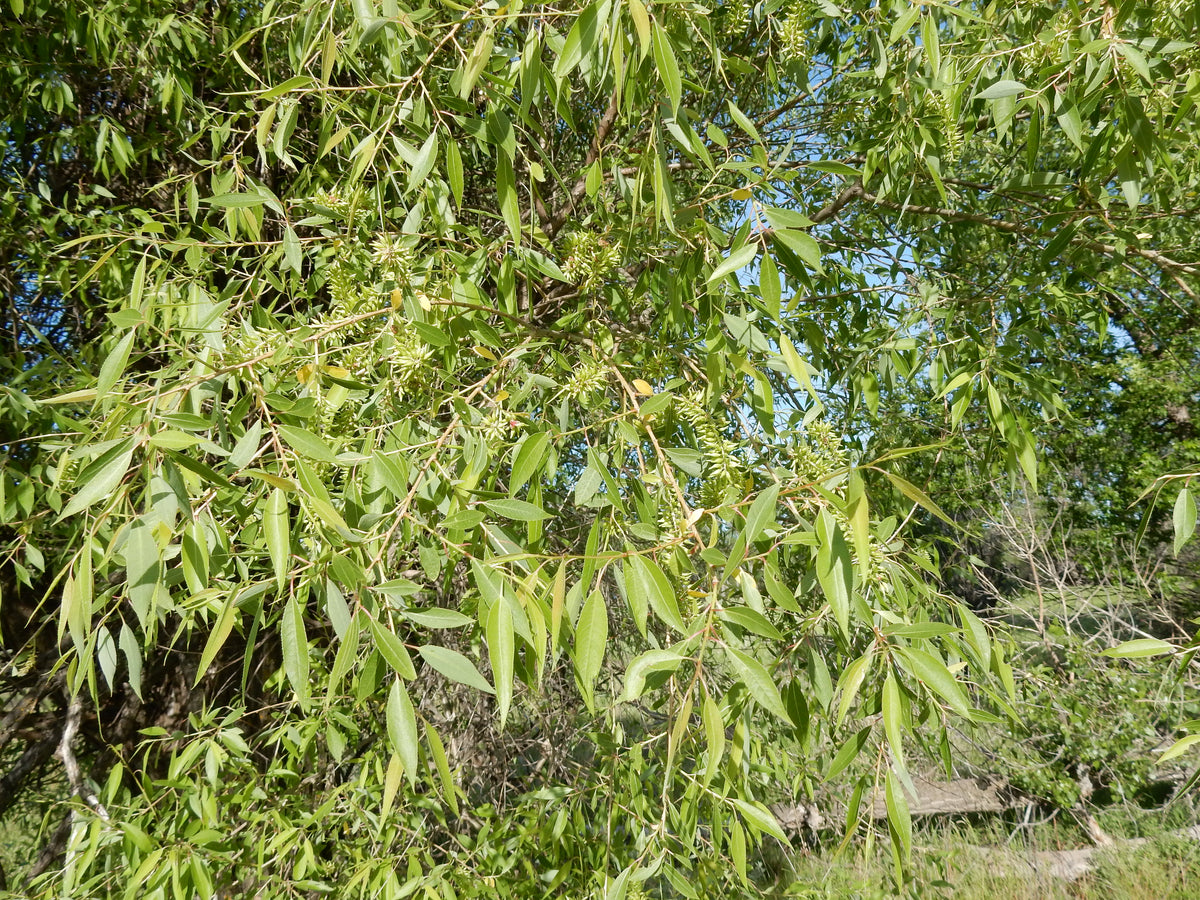 Drooping branches and narrow leaves of a peach leaf willow