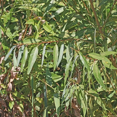 Willow Tree