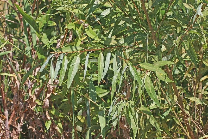 The narrow leaves of a peach leaf willow
