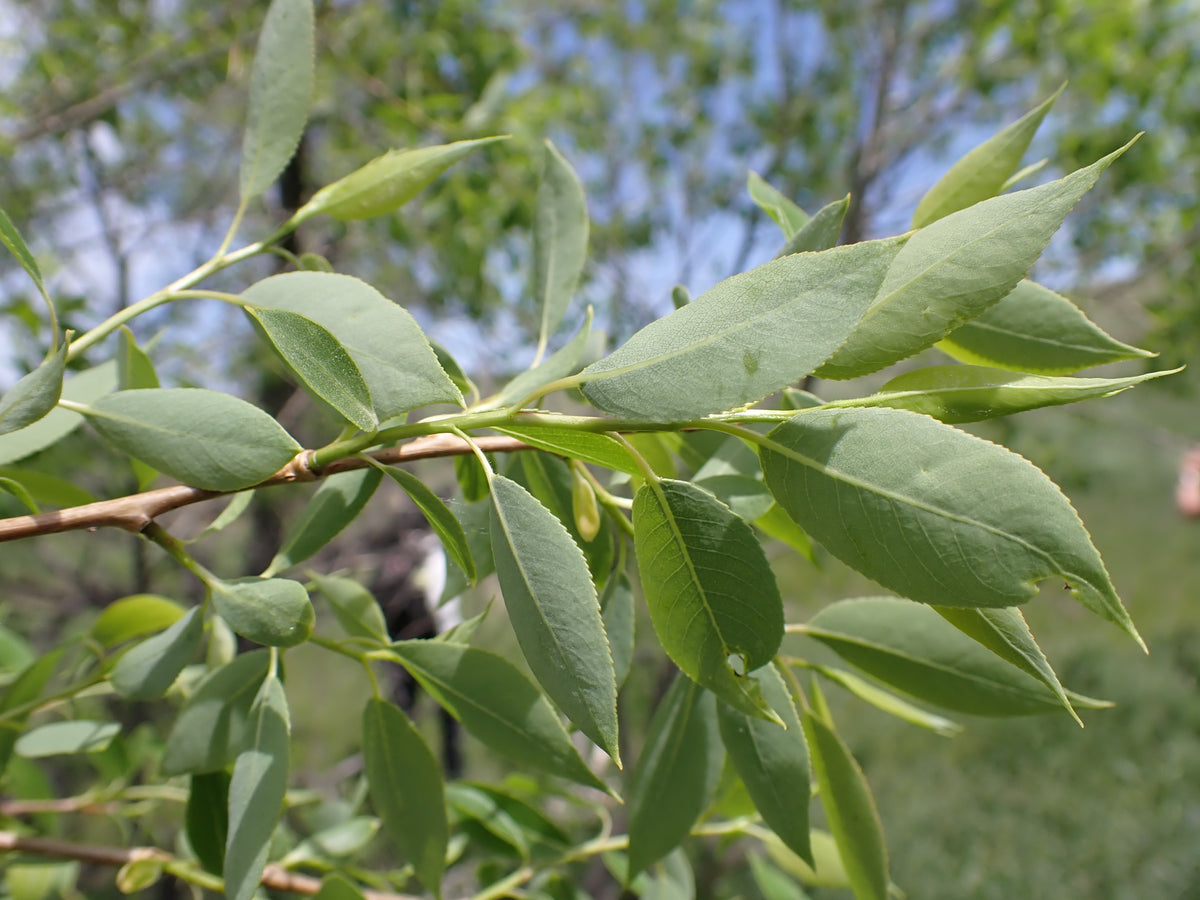 The long, pointed, peach-like leaves of peach leaf willow