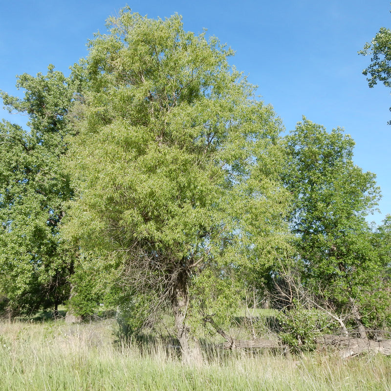 Willow Tree