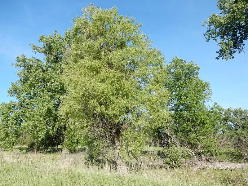 A mature peach leaf willow standing in an open field