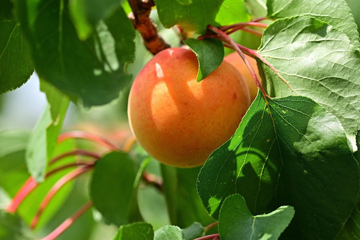 A Perfection apricot ripening on the branch