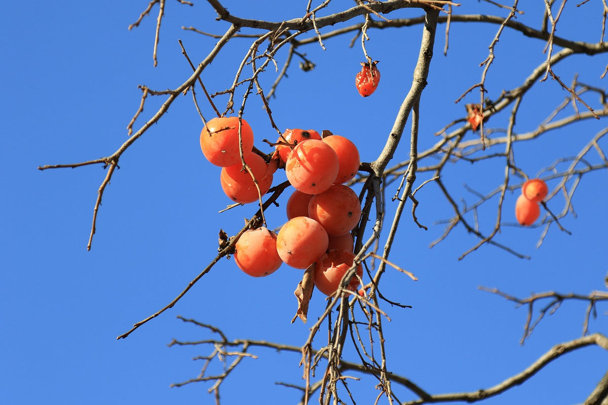 Persimmons ripening on bare branches against a blue sky