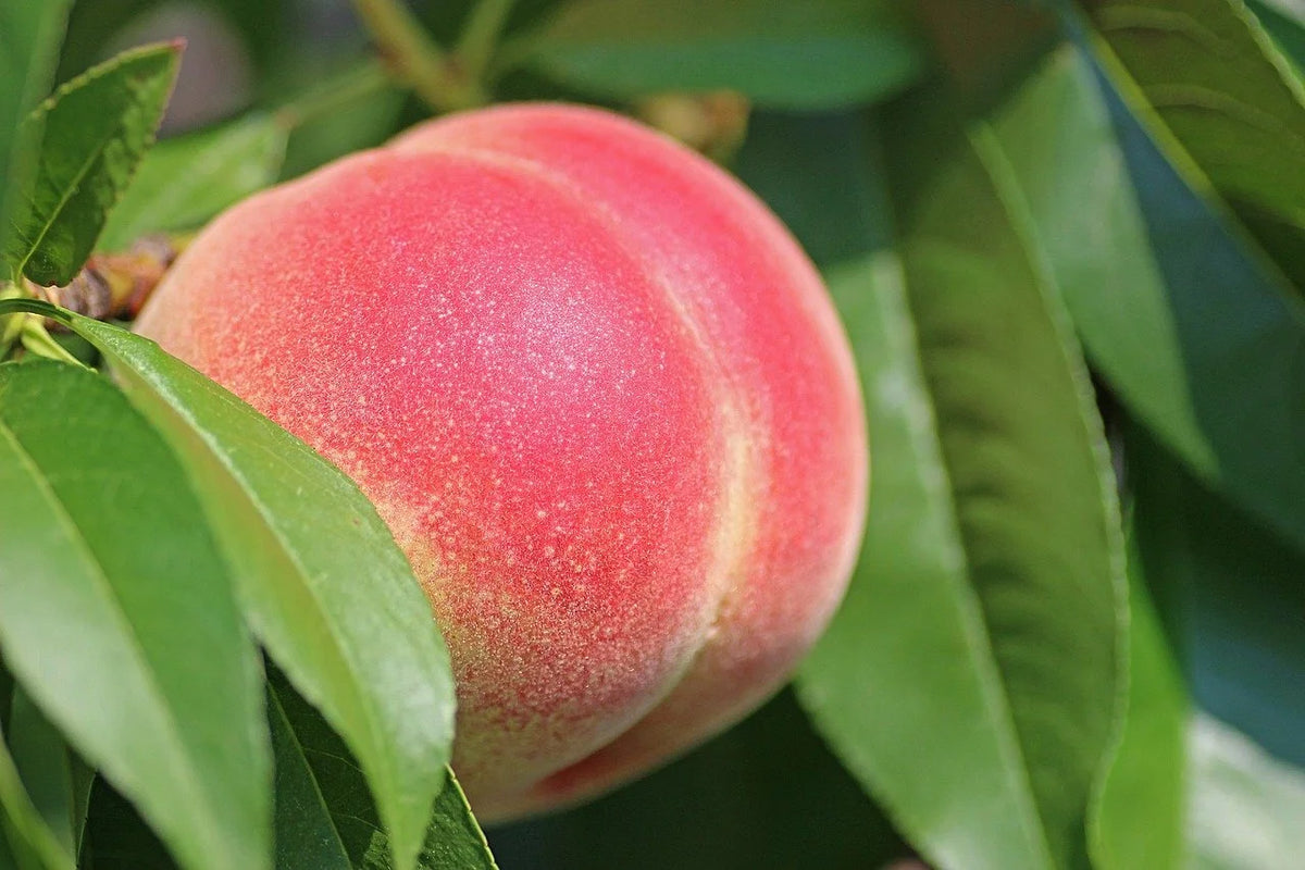 A PF-24C cold hardy peach ripening on the branch