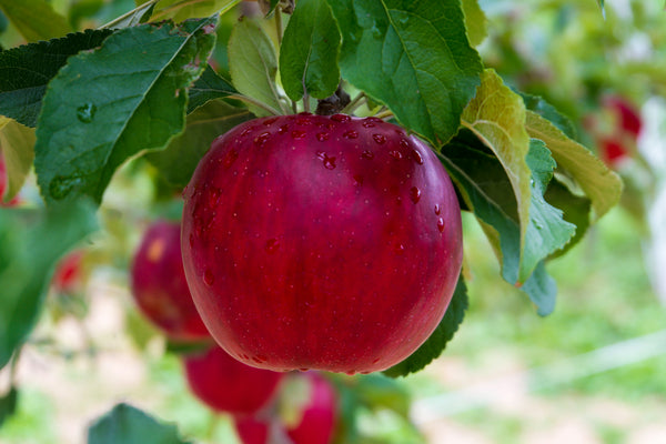 Six Finger Jack Apple (Spring 2027)