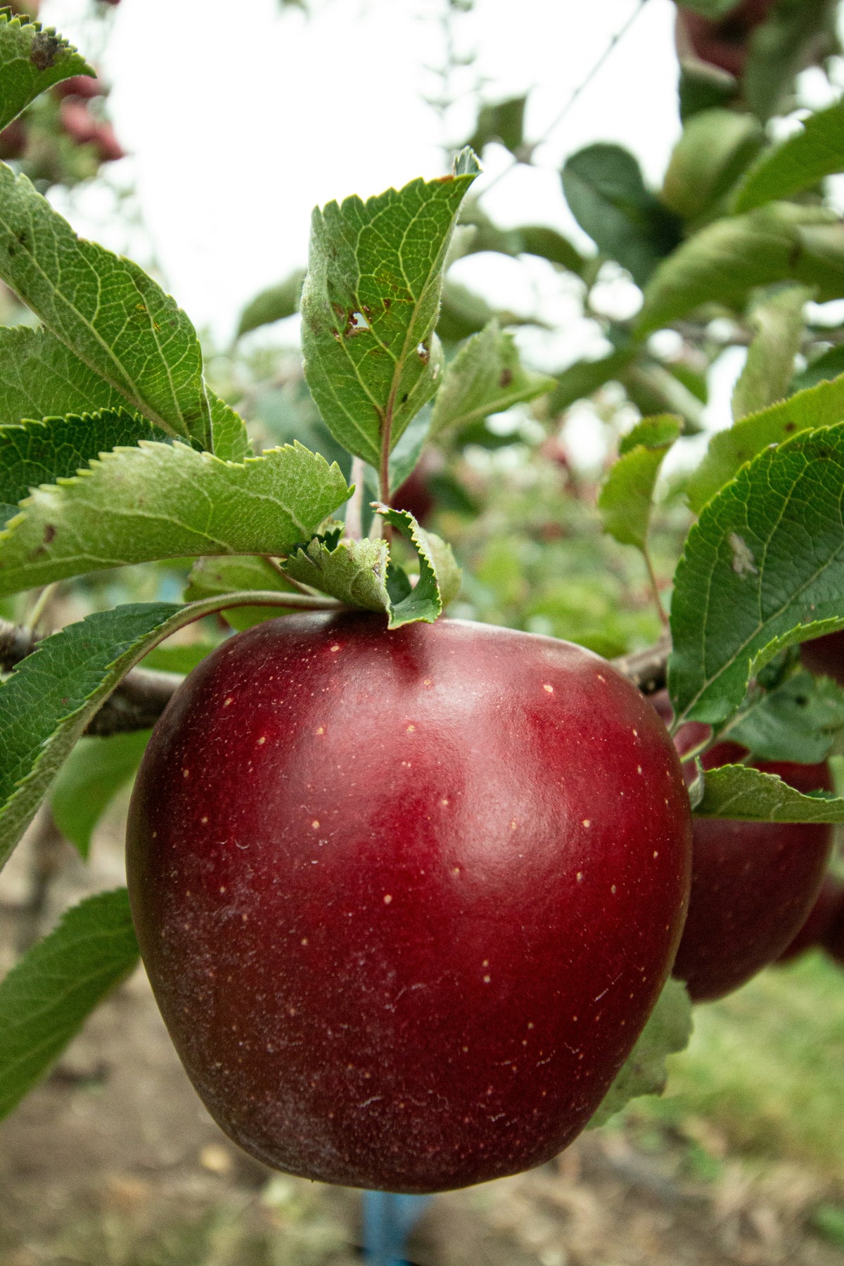 Representative photo of a large dark maroon apple with pale speckles on the branch, not Thunderbolt itself