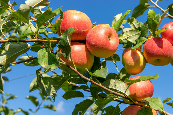 Oriole Apple (Spring 2027)