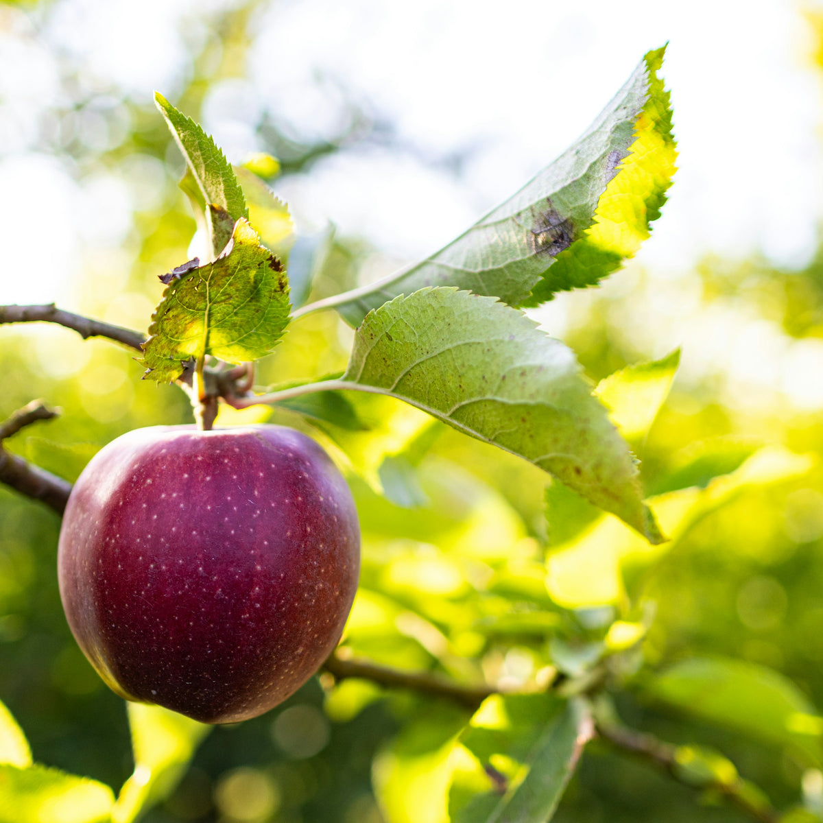 Black Oxford Apple (Spring 2027)
