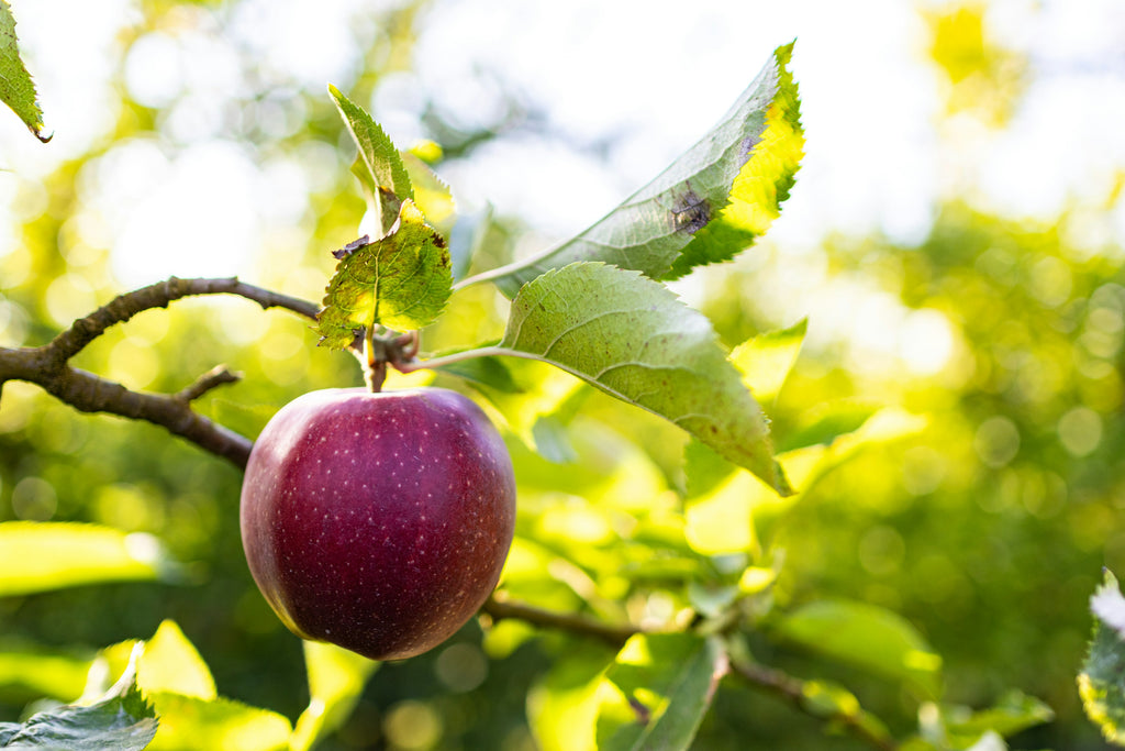 Representative photo of a dark purple apple with a dusty bloom on the branch, not Black Oxford itself