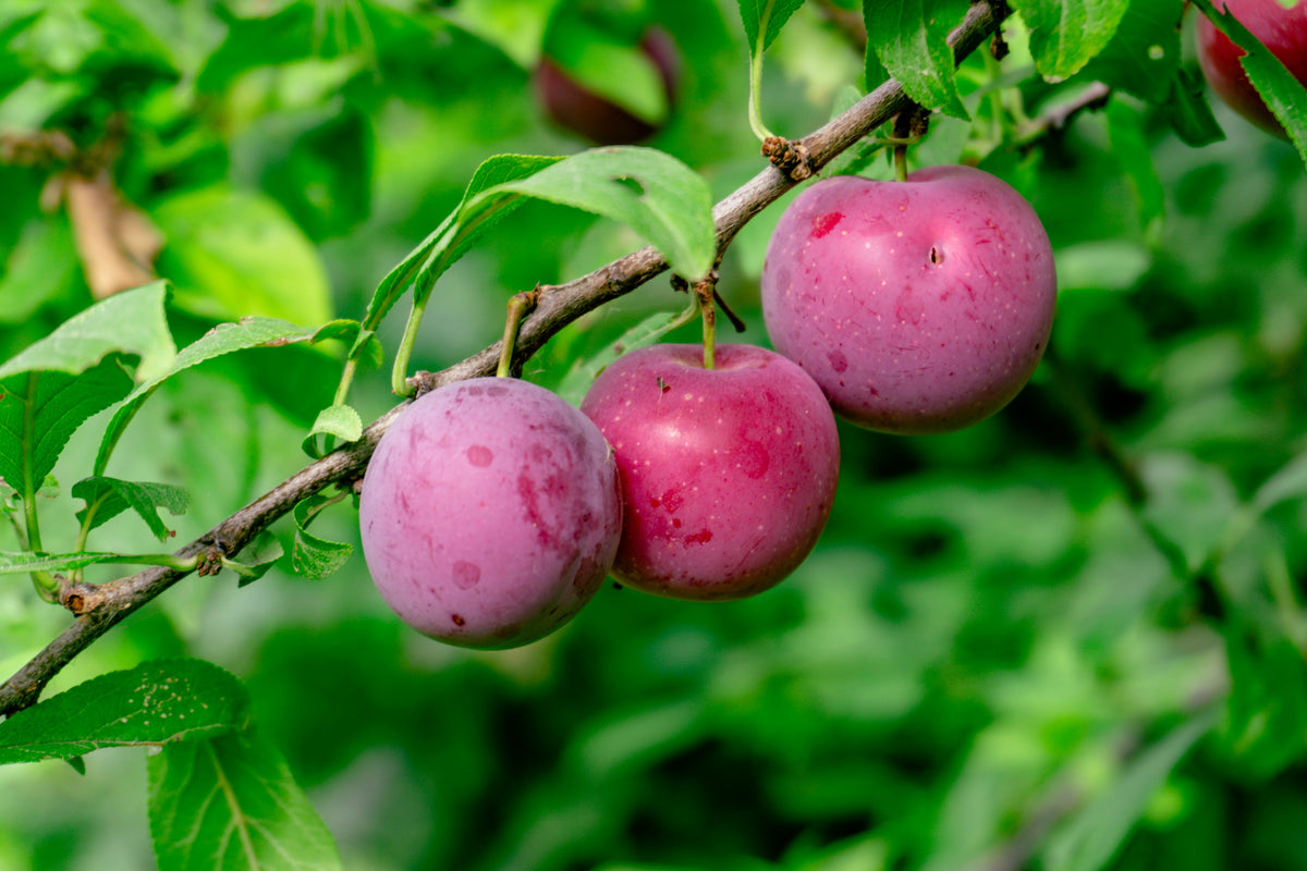 Representative photo of dusky pinkish-red plums on the branch, not Brookred itself