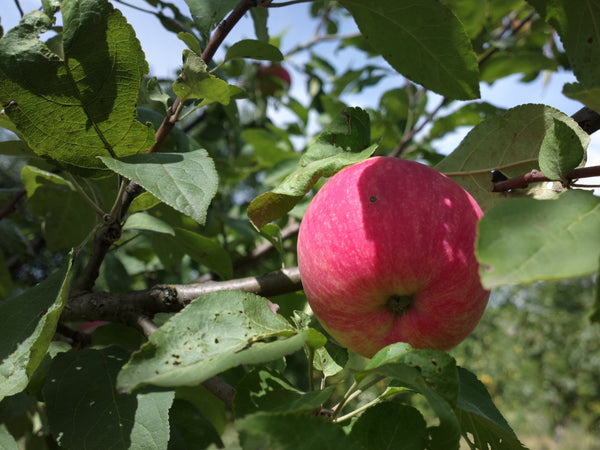 Autumn Strawberry Apple (Spring 2027)
