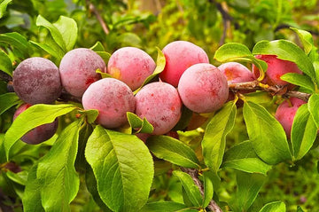 Pipestone plums ripening on the branch