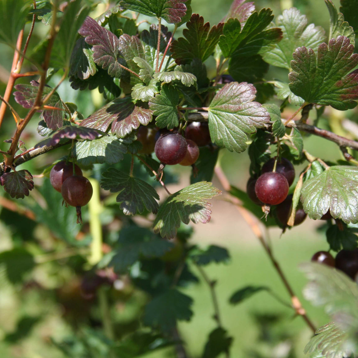 Pixwell Gooseberry (Bundle of 2) | Spring 2027