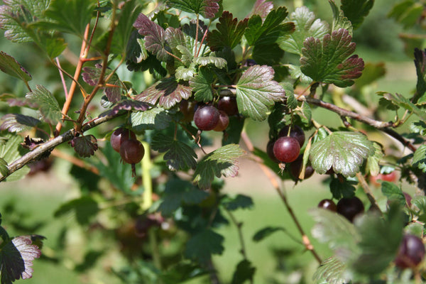 Pixwell Gooseberry (Bundle of 2) | Spring 2027
