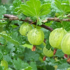 Pixwell Gooseberry (Bundle of 2)