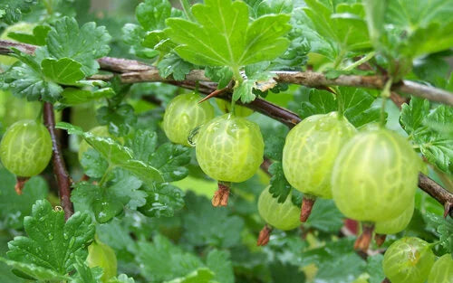 Green Pixwell gooseberries hanging on the bush