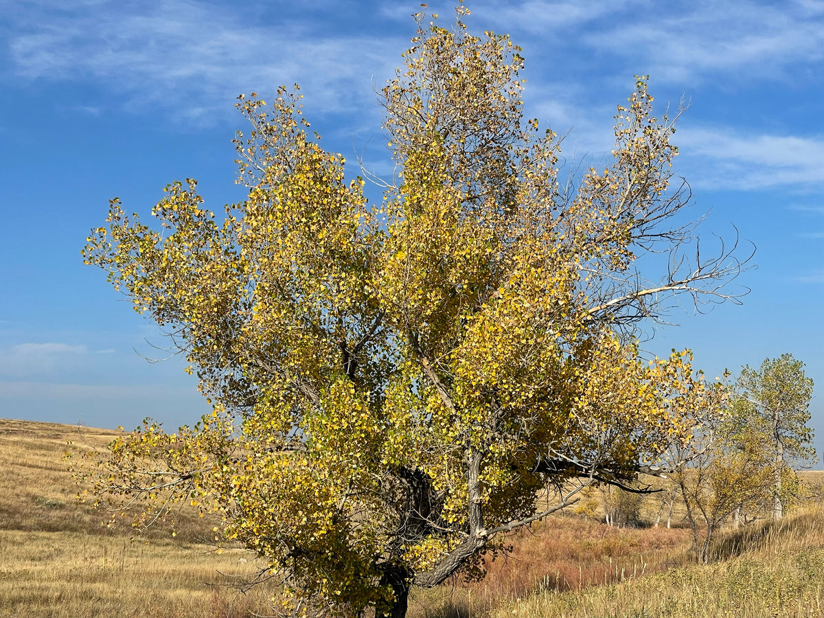 A plains cottonwood glowing yellow in fall
